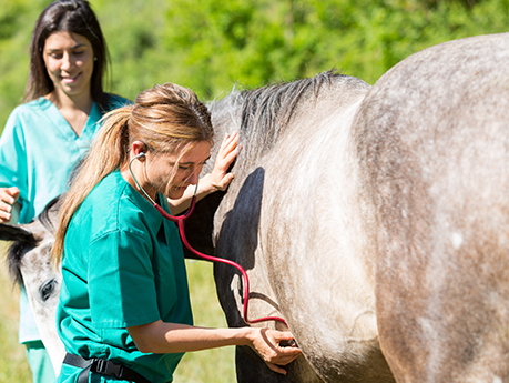 2 Female Vets assesses a grey horse